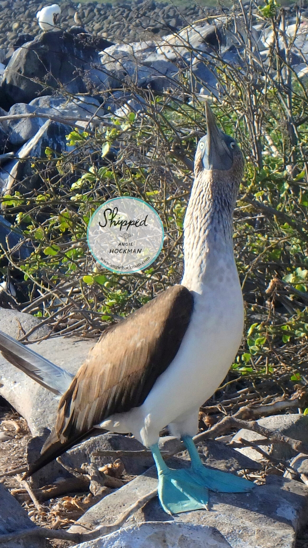 Blue Footed Booby, Espanola Island, photo by Angie Hockman