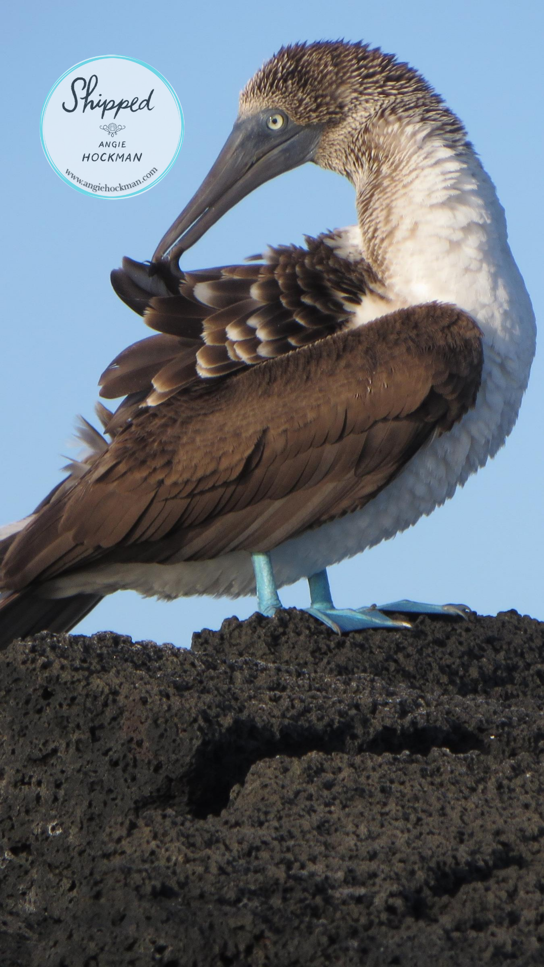 Blue Footed Booby, Floreana Island, photo by Angie Hockman