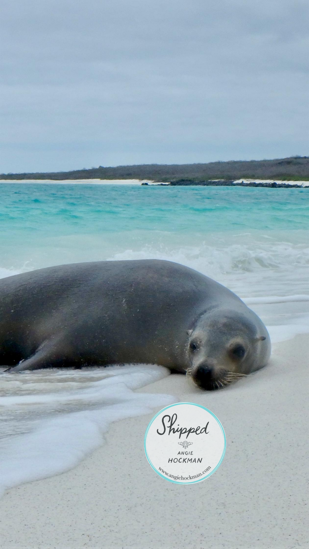 Galapagos Sea Lion, Espanola Island, photo by Angie Hockman