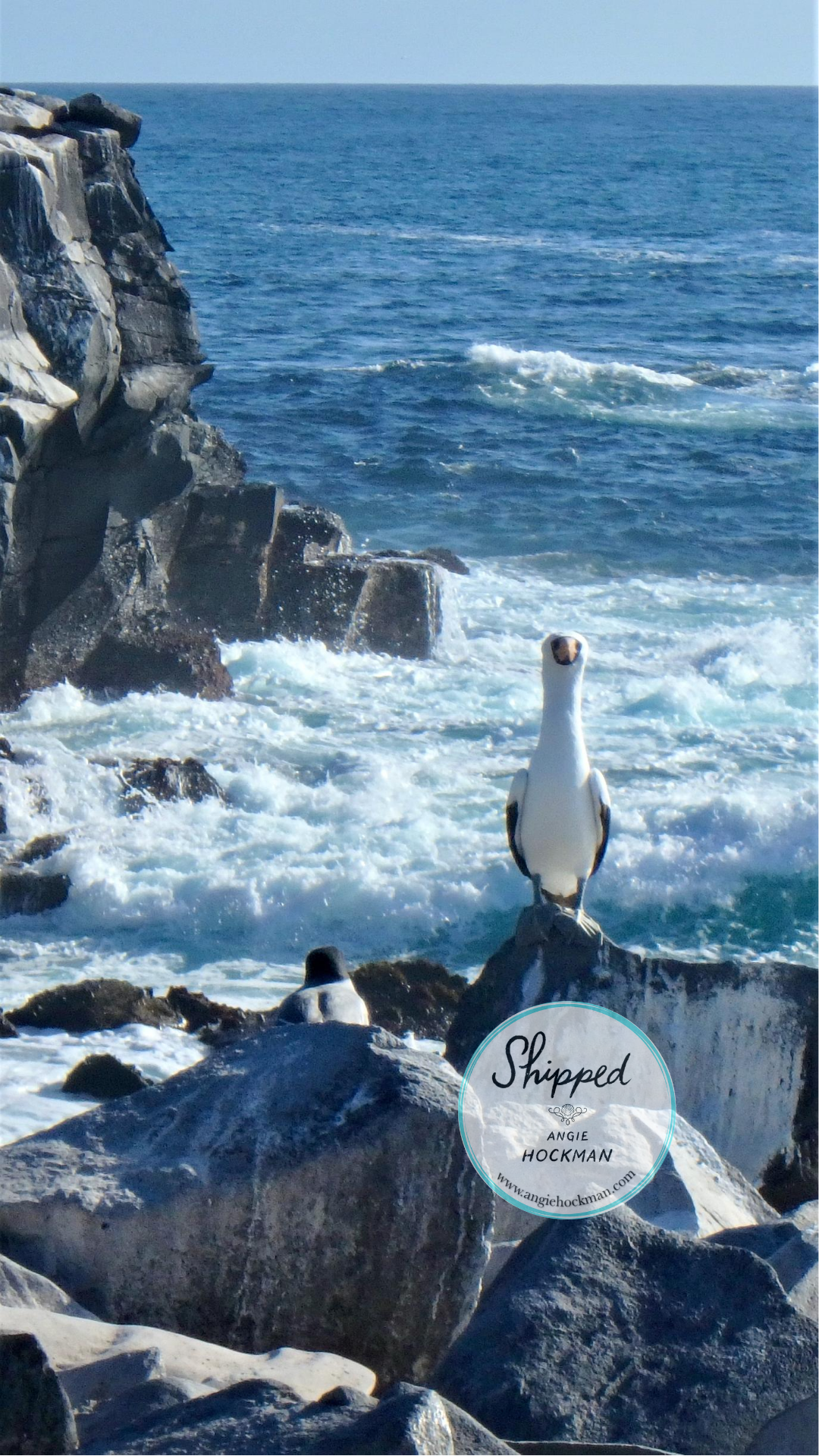 Seabird Colony, Espanola Island, Galapagos, photo by Angie Hockman