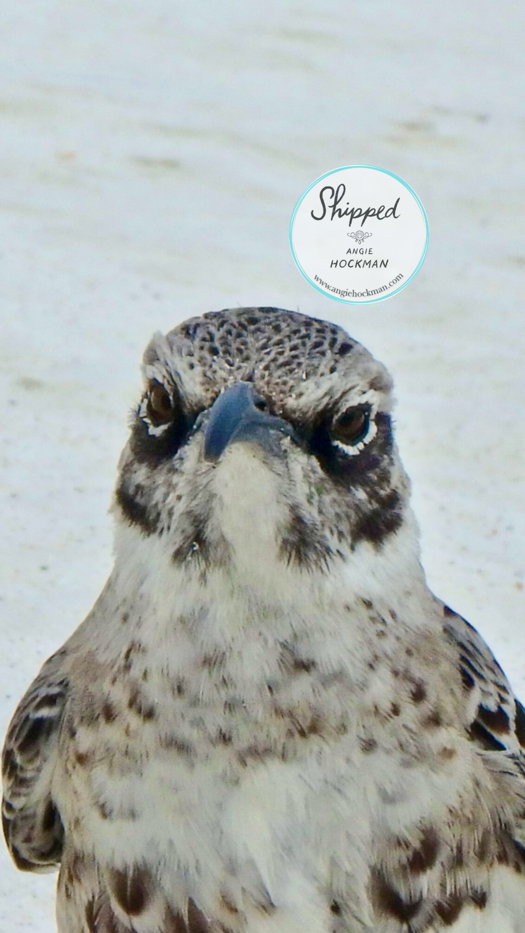 Española Mockingbird, Española Island, photo by Angie Hockman