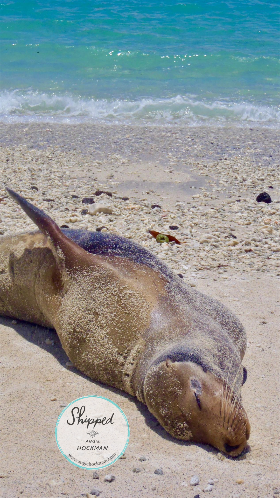 Galapagos Sea Lion on Genovesa Island, photo by Angie Hockman