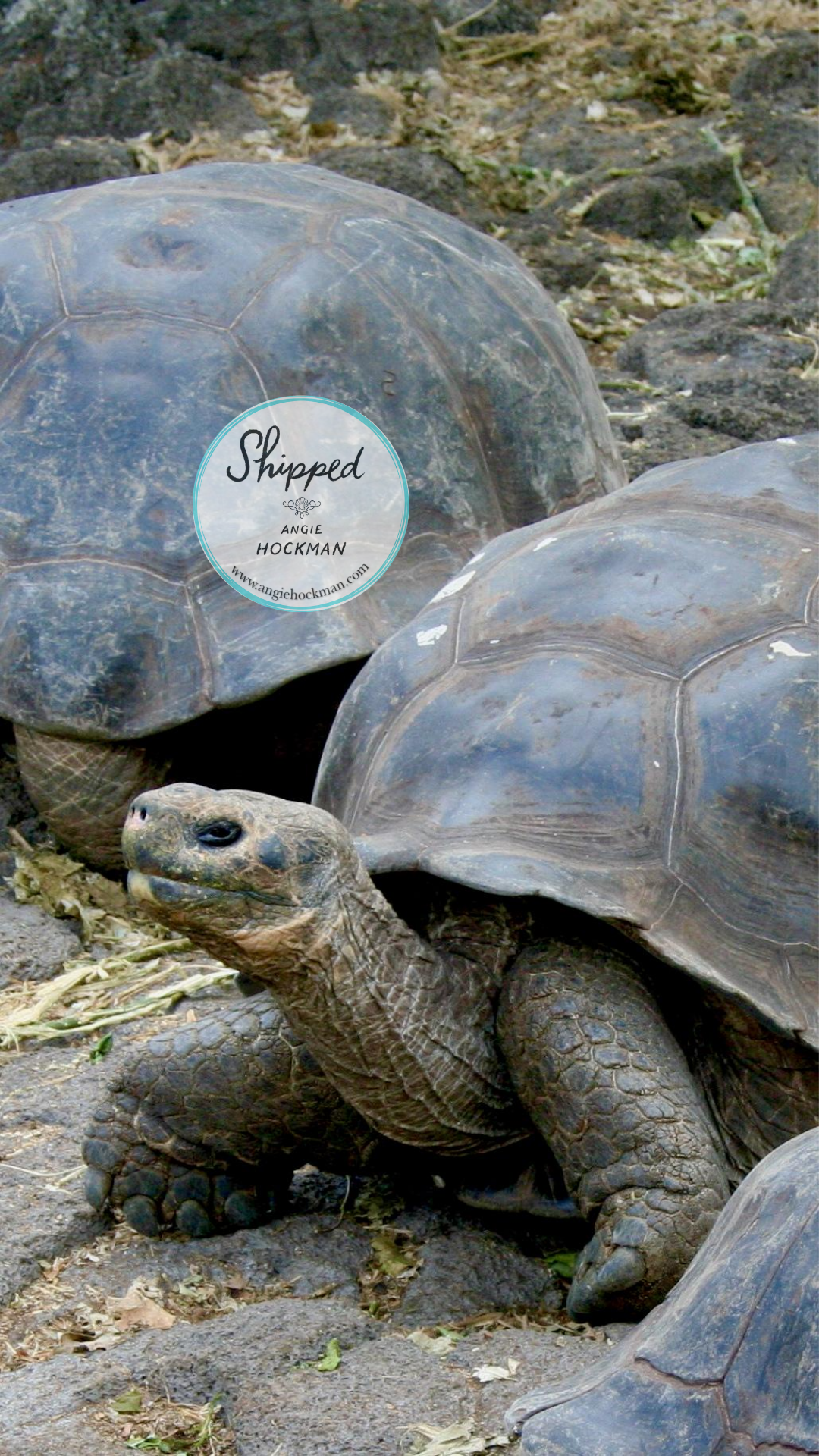Galapagos Giant Tortoises, photo by Angie Hockman