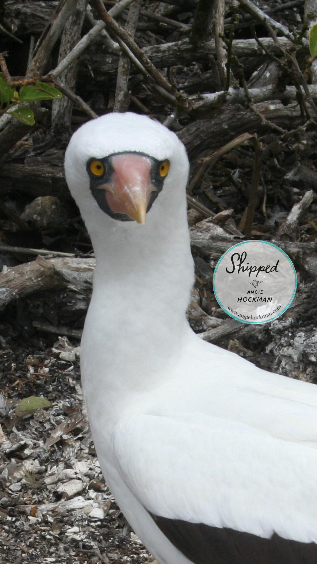 Nazca Booby, Galapagos, photo by Angie Hockman