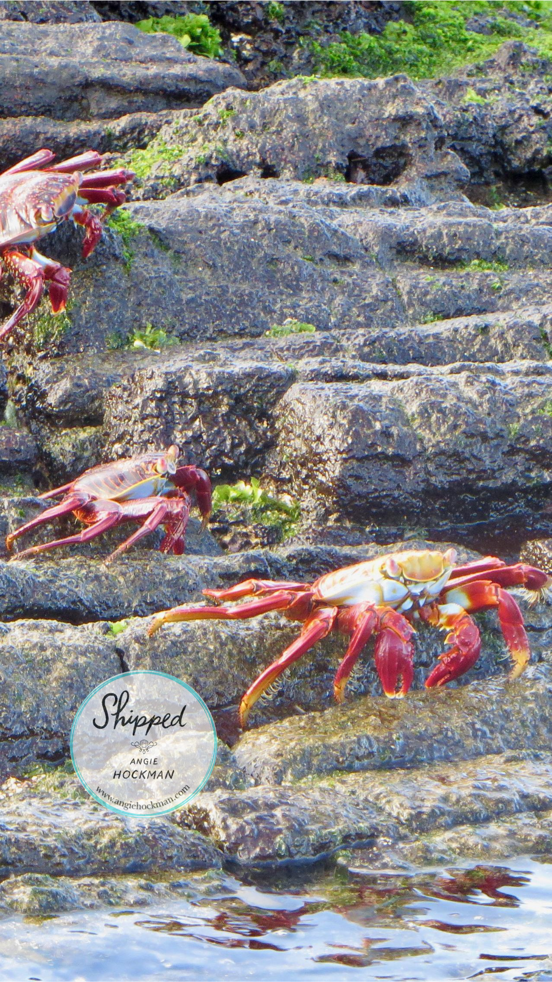 Sally Lightfoot Crab, Galapagos, photo by Angie Hockman