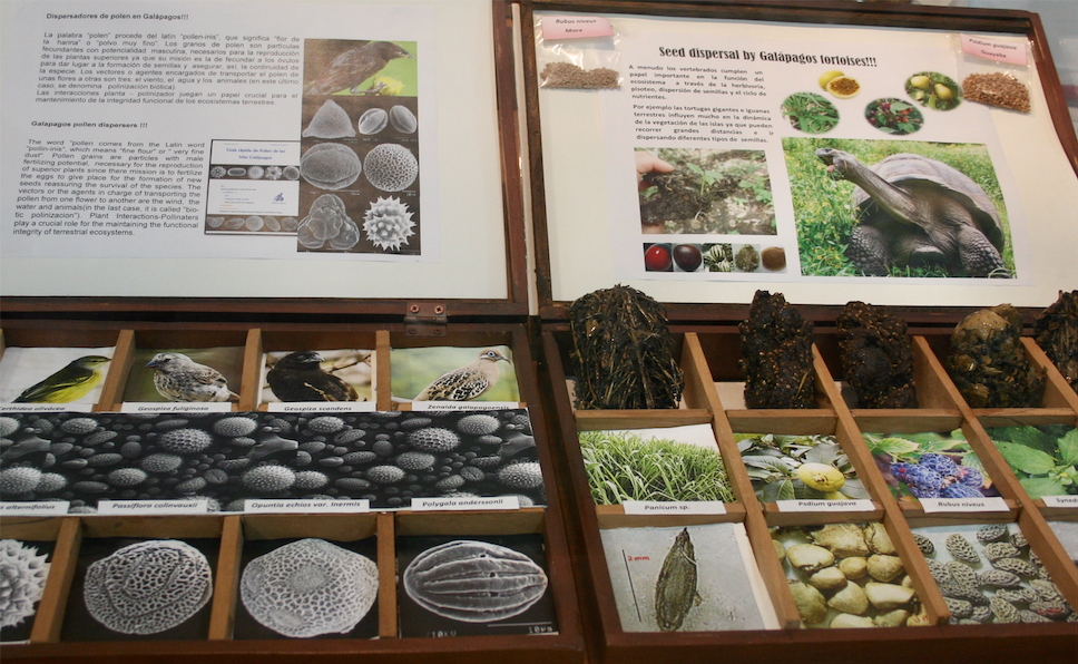 Exhibit at the Charles Darwin Research Visitors Center, Puerto Ayora. Image by Angie Hockman