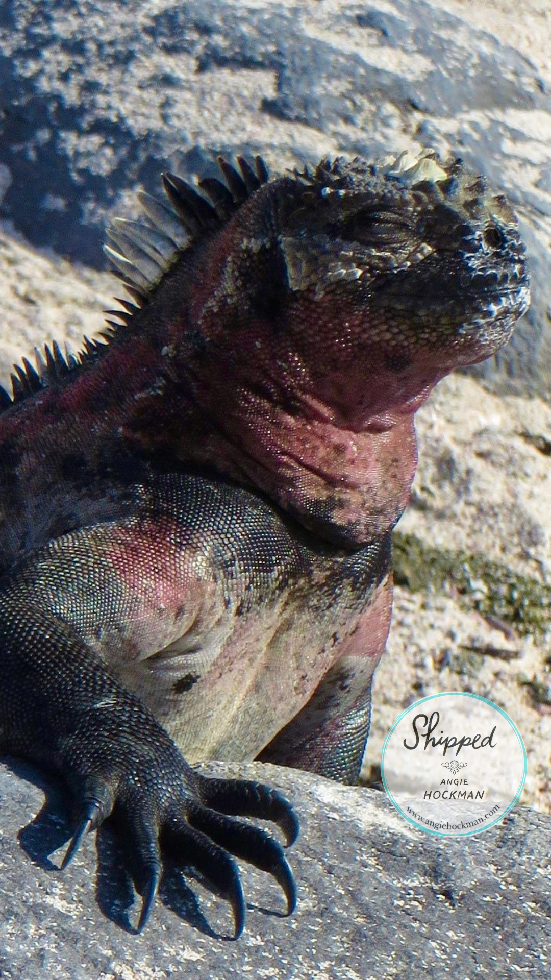 Marine Iguana Galapagos, photo by Angie Hockman