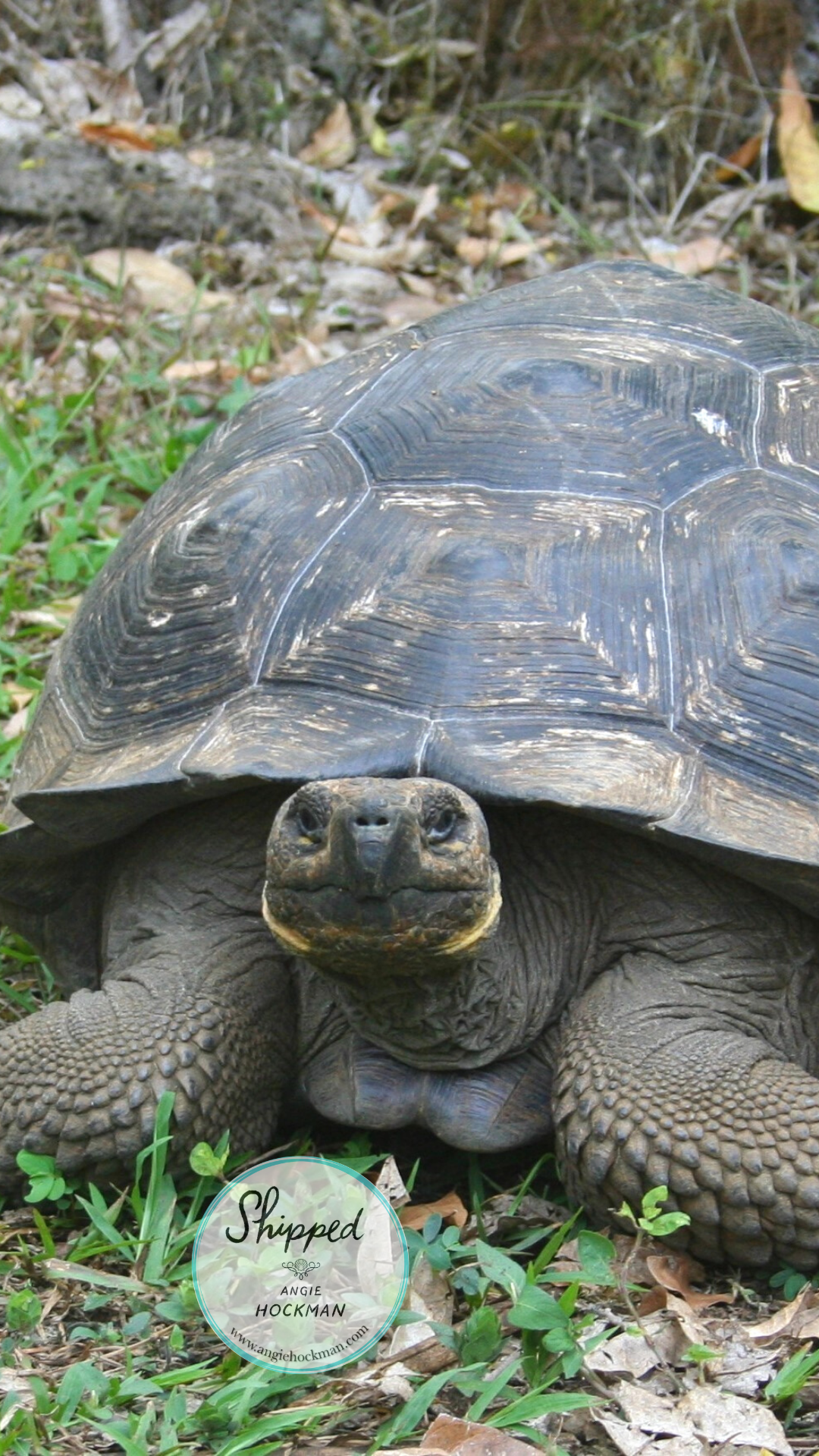 Galapagos Giant Tortoise, image by Angie Hockman